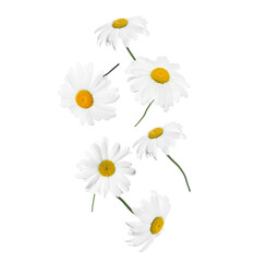 Beautiful chamomile flowers falling on white background