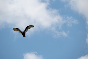 Turkey Vulture not an eagle