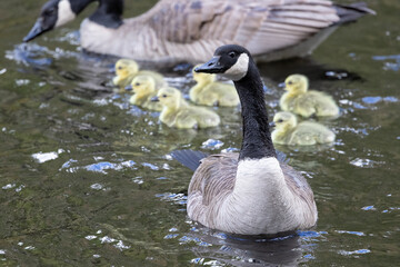 Canada Goose with Goslings in Water, Branta canadensis Family