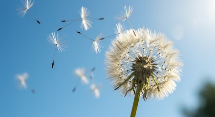 Bright sunlight illuminates dandelion seeds gracefully floating on a breezy summer day. AI Generated