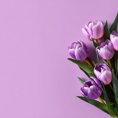 Fototapeta premium Purple Tulips On Lavender