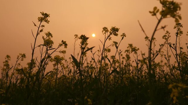 Yellow mustard flowers (Sarso) blow gently the wind, sunset casts a warm glow over the fields and the golden sunset paints delicate blooms across the rural land filled with vibrant canola flowers.