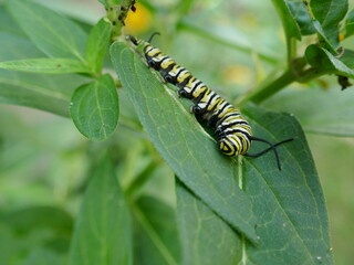 Monarch butterfly caterpillar resting on plant leaves between eating