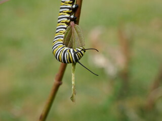 Monarch butterfly caterpillar upside down on plant stem close-up