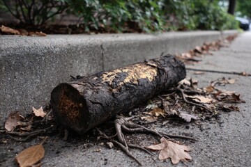 A weathered log lies on the edge of a curb