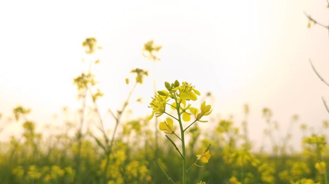 Yellow mustard flowers (Sarso) blow gently the wind, sunset casts a warm glow over the fields and the golden sunset paints delicate blooms across the rural land filled with vibrant canola flowers.