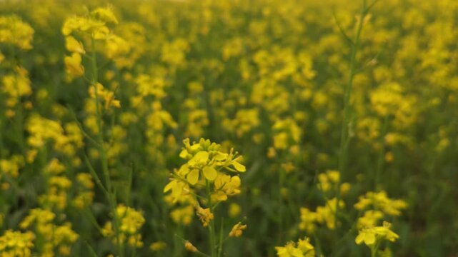 Yellow mustard flowers (Sarso) blow gently in the wind, rural land filled with vibrant canola flowers. India