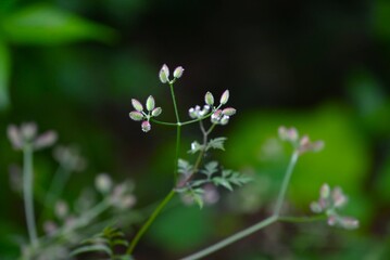 Torilis scabra (Rough hedge parsley) fruits. A biennial plant of the Apiaceae family. The fruits are oval and the tips of the spines are bent into prickly seeds.