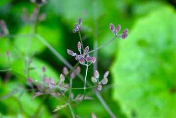 Torilis scabra (Rough hedge parsley) fruits. A biennial plant of the Apiaceae family. The fruits are oval and the tips of the spines are bent into prickly seeds.