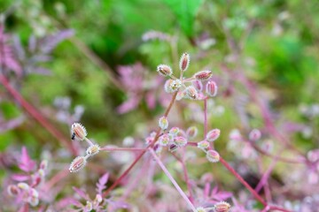 Torilis scabra (Rough hedge parsley) fruits. A biennial plant of the Apiaceae family. The fruits are oval and the tips of the spines are bent into prickly seeds.