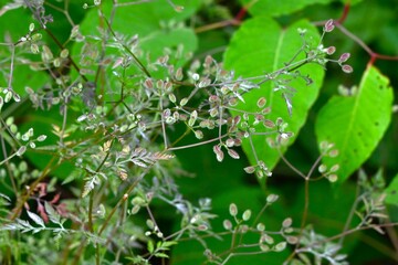 Torilis scabra (Rough hedge parsley) fruits. A biennial plant of the Apiaceae family. The fruits are oval and the tips of the spines are bent into prickly seeds.