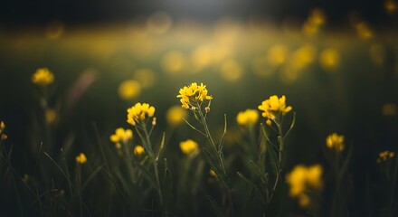 Dreamy Yellow Wildflowers in a Sunlit Meadow.