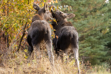 Young Moose Calves Feeding in Autumn Forest, Alces alces