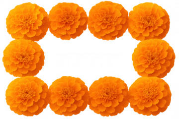 Bright orange marigold blossoms forming decorative rectangular border, highlighting festive botanical design against transparent backdrop