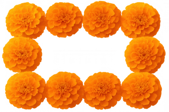 Bright orange marigold blossoms forming decorative rectangular border, highlighting festive botanical design against transparent backdrop