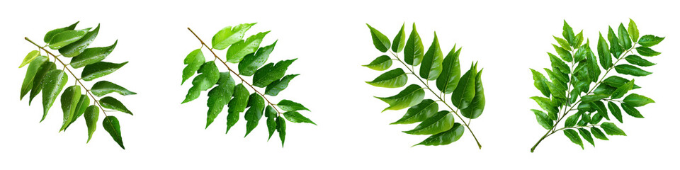 Close Up View Of Four Vibrant Green Leafy Branches isolated on transparent background.
