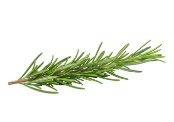 Fototapeta premium Fresh Rosemary Sprig on Transparent Backdrop, Ideal for Culinary Herb Designs and Aromatic Concepts, Highlighting Green Color and Natural Texture