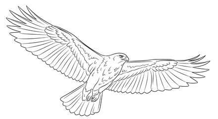 Fototapeta premium Detailed Line Art Illustration of a Majestic Hawk in Flight