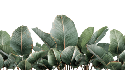 Exquisite green leaves with intricate details set against a transparent backdrop.