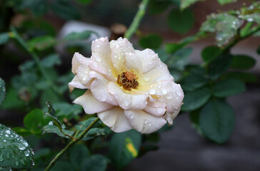 Fototapeta premium Pale pink flower and raindrops on a rose bush plant in a garden
