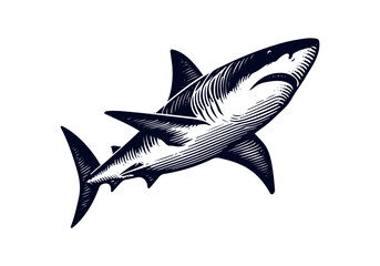 Great White Shark Hand Drawn Engraved Sketch Vector Illustration by AZ for Books, Arts, Design and Decoration Graphic Asset