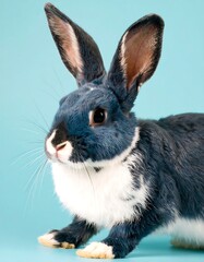 Obraz premium Blue and white rabbit portrait