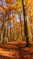 Fototapeta premium Autumnal Forest Path Sunlight