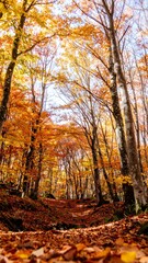 Fototapeta premium Autumnal Forest Path Upward View