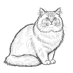 Fototapeta premium A beautiful black and white pencil sketch of a fluffy longhaired cat sitting gracefully.