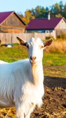 Obraz premium White goat in a rural setting