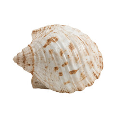 Fototapeta premium Elegant seashell displaying its intricate patterns and textures against a dark backdrop