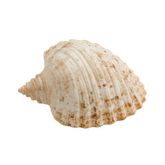 Fototapeta premium Detailed studio shot showcasing the textured surface and organic shape of a seashell