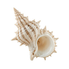 Fototapeta premium Exotic seashell with intricate spiky design displayed against a stark black backdrop