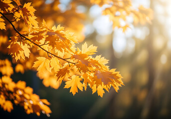 Obraz premium Golden Autumn Leaves in Sunlight
