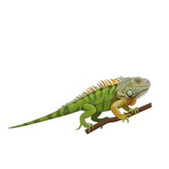 Fototapeta premium A detailed illustration of a vibrant iguana perched on a branch. The iguana is colored with greens, oranges and light tan and it sits with great attention to detail