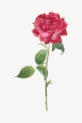 Obraz premium Vintage rose flower illustration