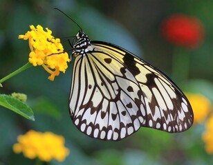 Close-up of a butterfly on a flower (6)