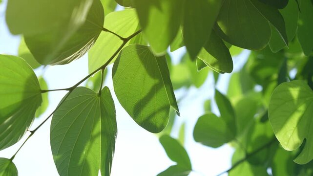 Sunlight is filtered gently by leafy shade, creating a cool refuge from the midday heat. This represents protection, renewal, adaptation, harmony with nature, and environmental care.
