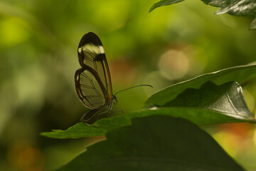 The Glasswing butterfly (Greta oto).