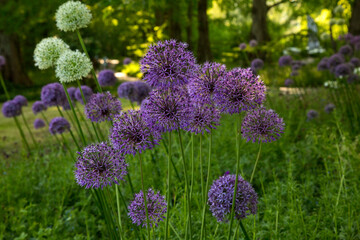 The Giant onion (Allium giganteum) in park.
