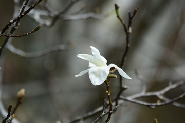 一輪のコブシの花