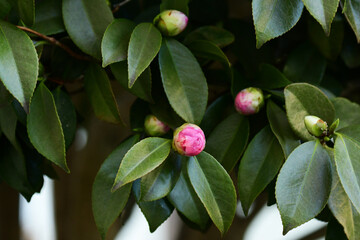 ピンクのつばきのつぼみ