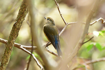 Obraz premium 早春の森のルリビタキ