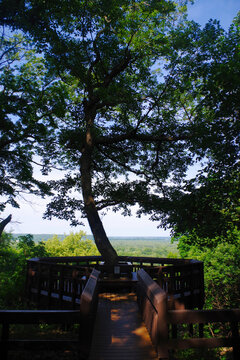 Tree-Framed Overlook at Weston Bend State Park