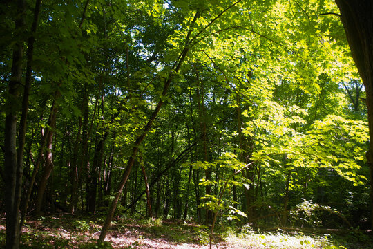 Bright Green Summer Forest with Arched Trees, Weston Bend State Park