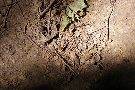 Ladybug on Forest Floor in Weston Bend State Park