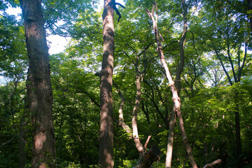Fototapeta premium Vertical Tree Trunks and Dense Summer Forest, Weston Bend State Park