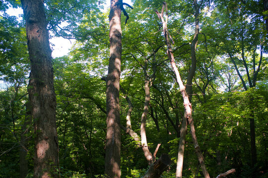 Vertical Tree Trunks and Dense Summer Forest, Weston Bend State Park