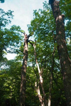 Looking Up at Tall Trees in Weston Bend State Park Forest