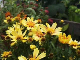 Yellow flowers with green leaves on a background, Beedance Painted Yellow, Bidens